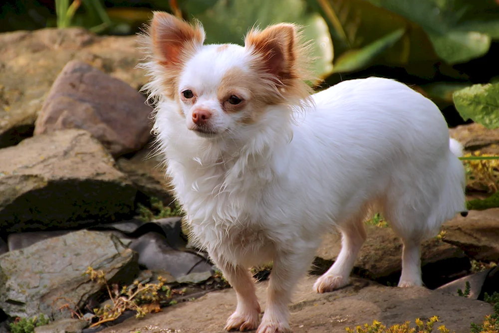 Chihuahua Cobbies langhaarig