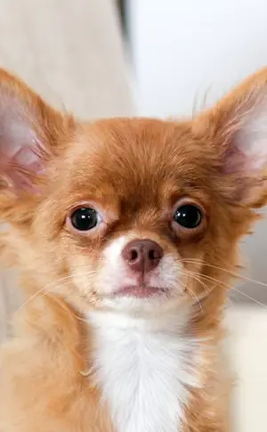 Chihuahua cobby langhaarig
