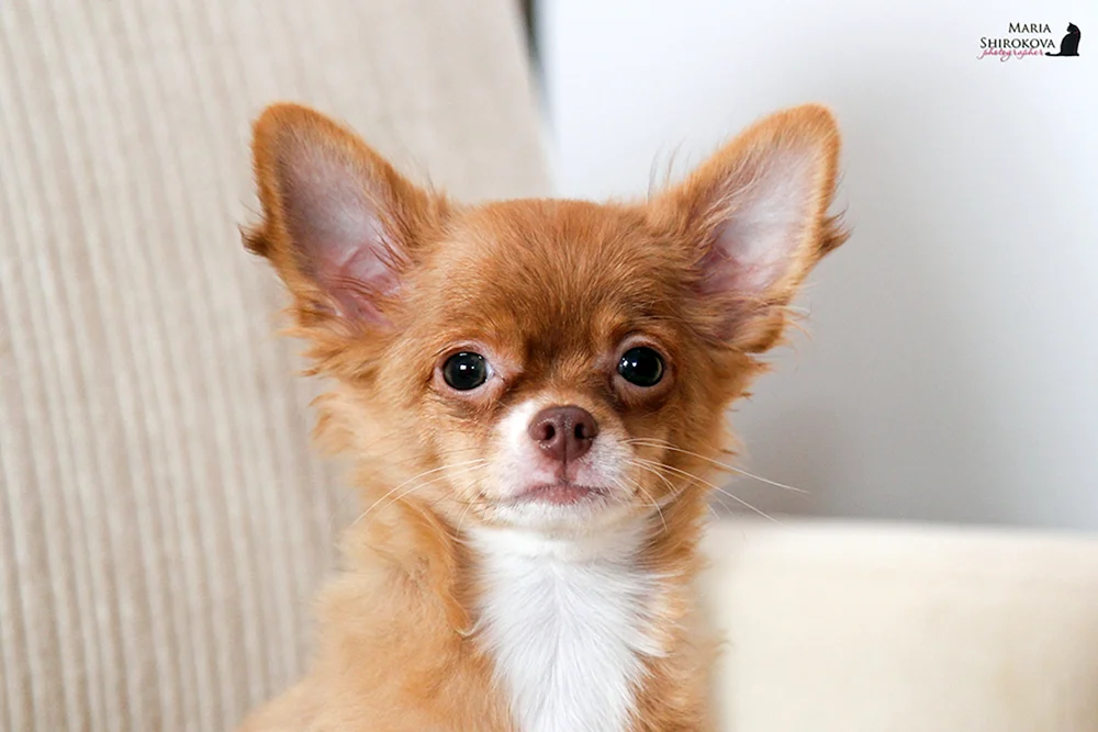 Chihuahua cobby langhaarig