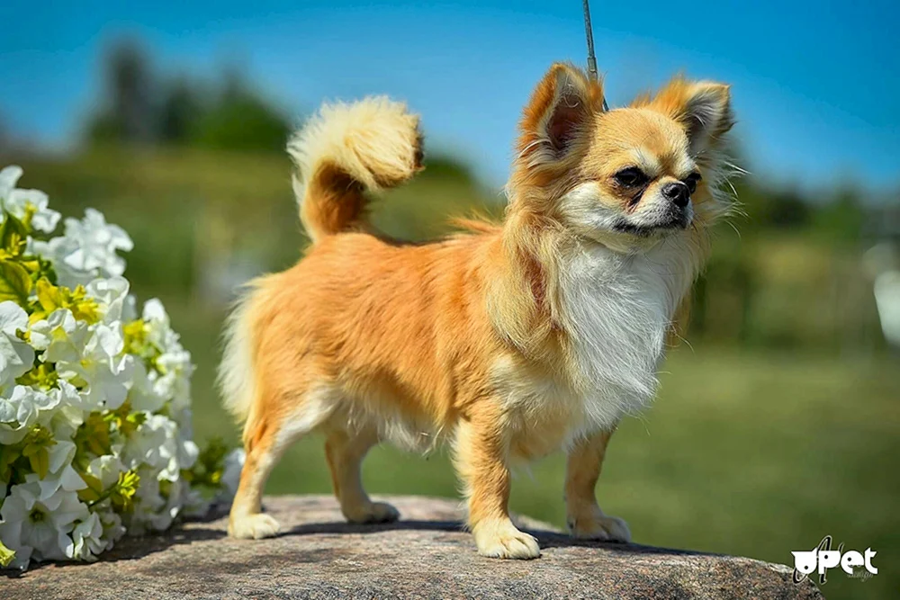 Chihuahua Hunderasse