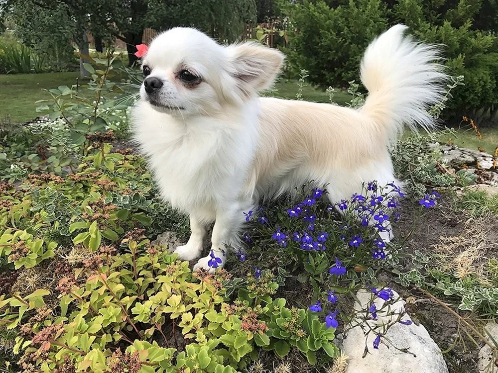 Chihuahua cobbies langhaarig