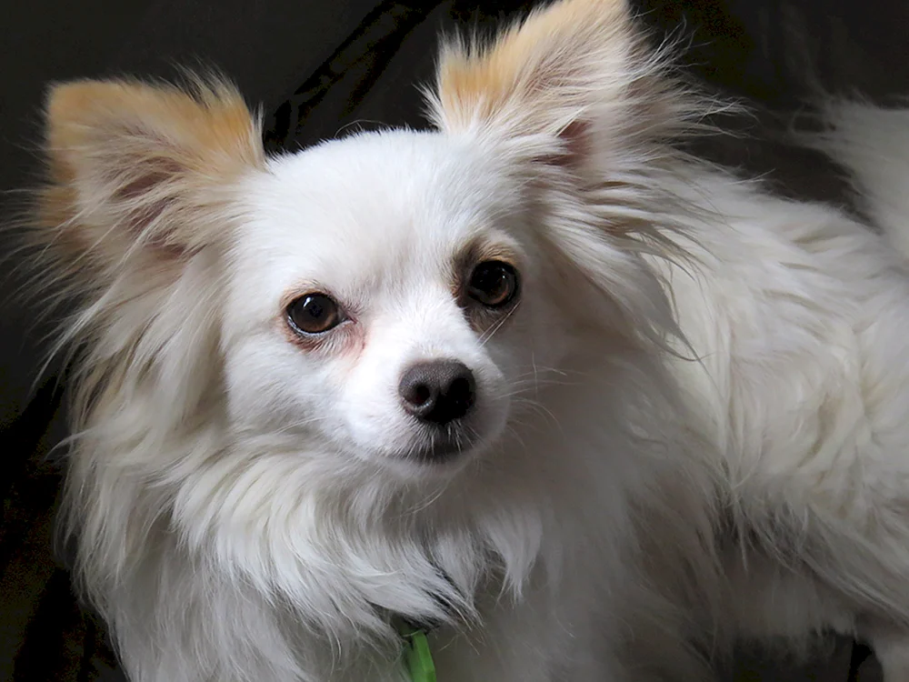 Chihuahua Cobbies Langhaar