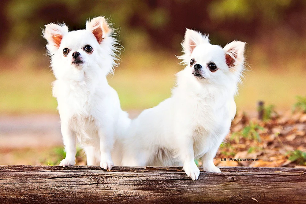 Chihuahua weiß langhaarig