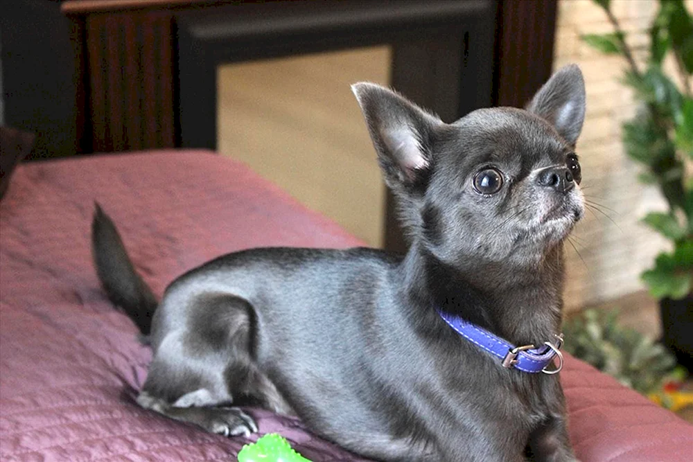 Chihuahua glatt-haarig