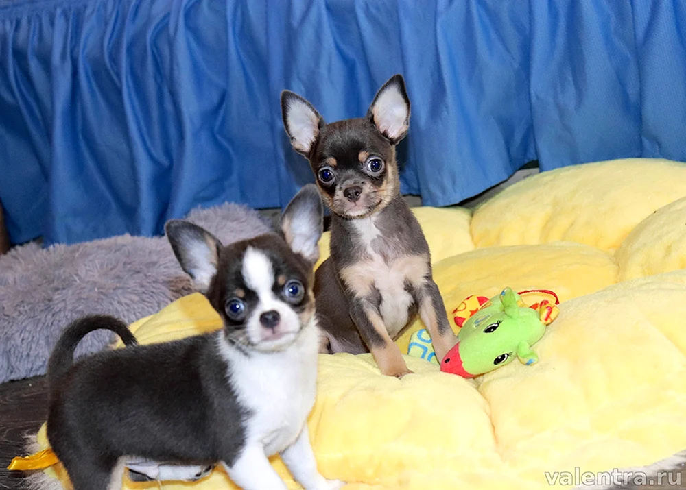 Chihuahua Langhaar Cobbies