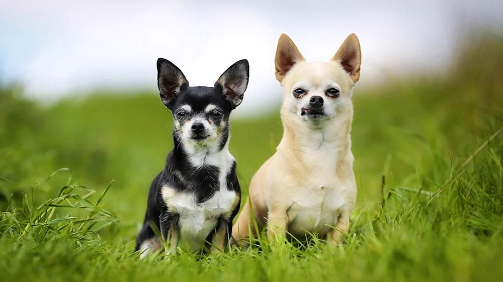Chihuahua Cobbie und Hirsch