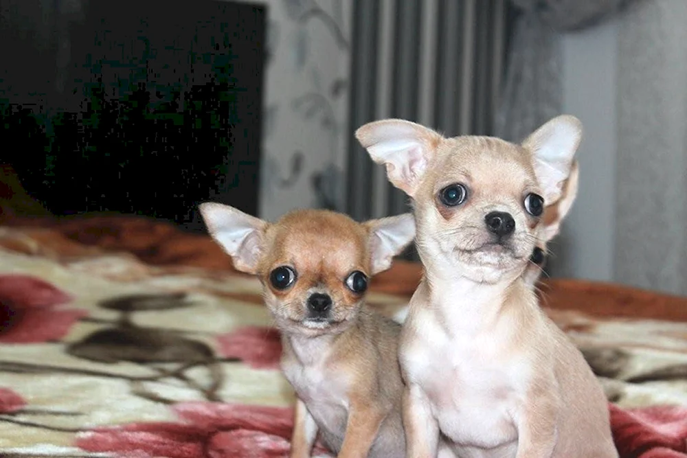 Chihuahua Cobbie und Hirsch