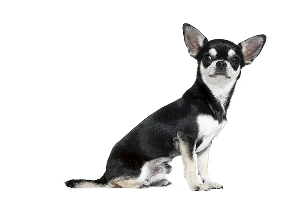 Chihuahua schwarz glatthaarig