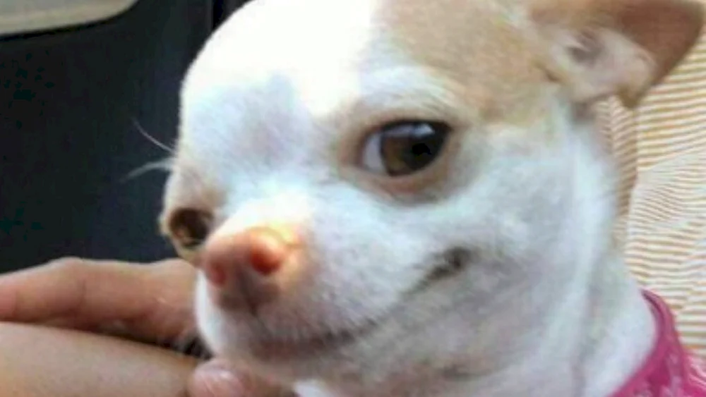 Chihuahua