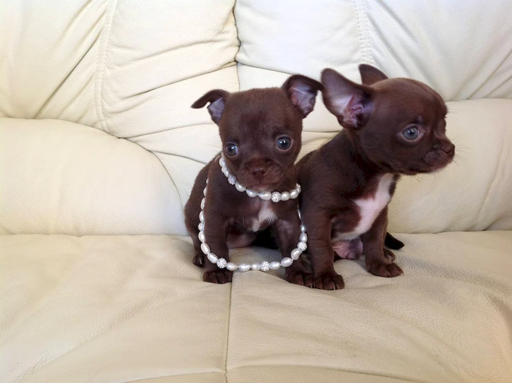 Chihuahua schokoladenbraun