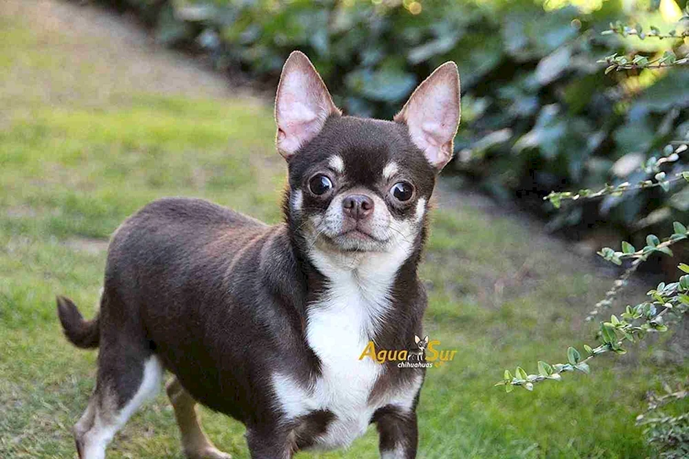Chihuahua schokoladenglatt