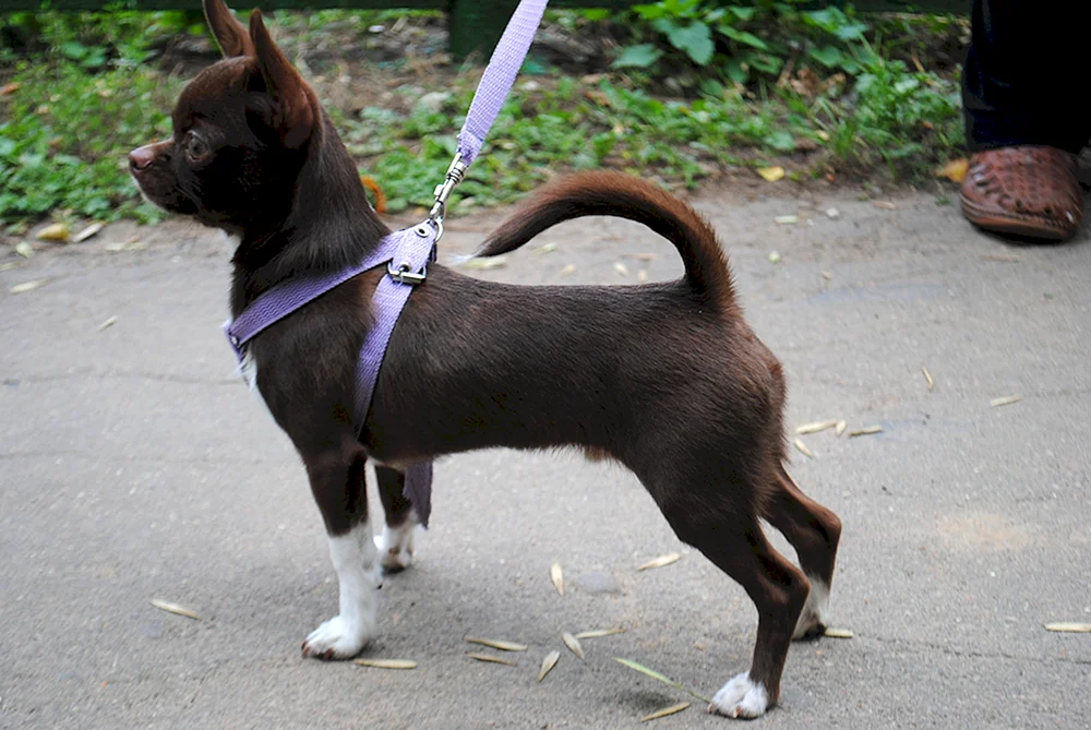 Chihuahua golden glatthaarig