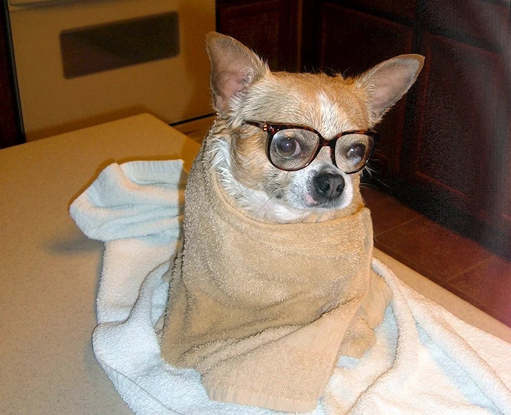 Chihuahua Coby