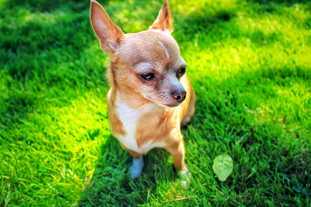 Chihuahua Cobie