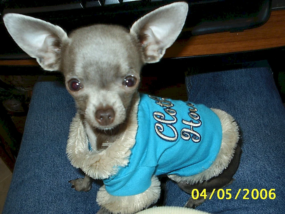 Chihuahua Cobie