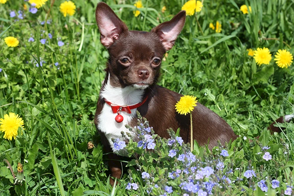 Chihuahua schokoladig gesprenkelt