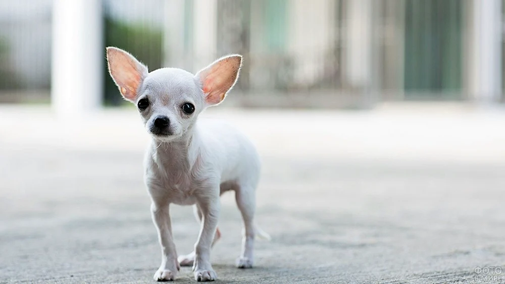 Chihuahua kurzhaarig