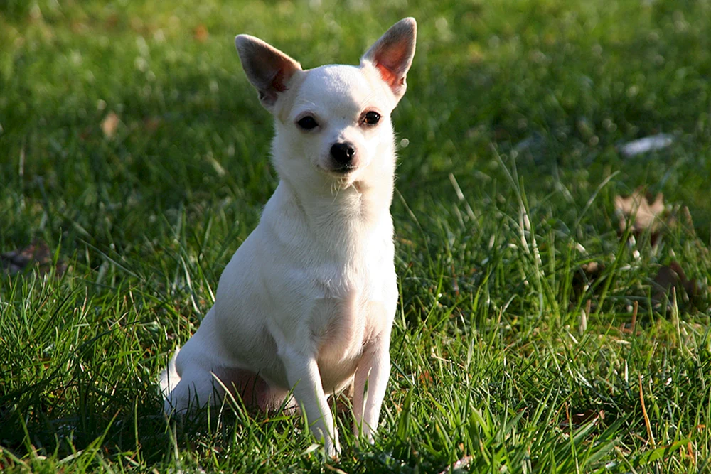 Chihuahua kurzhaarig