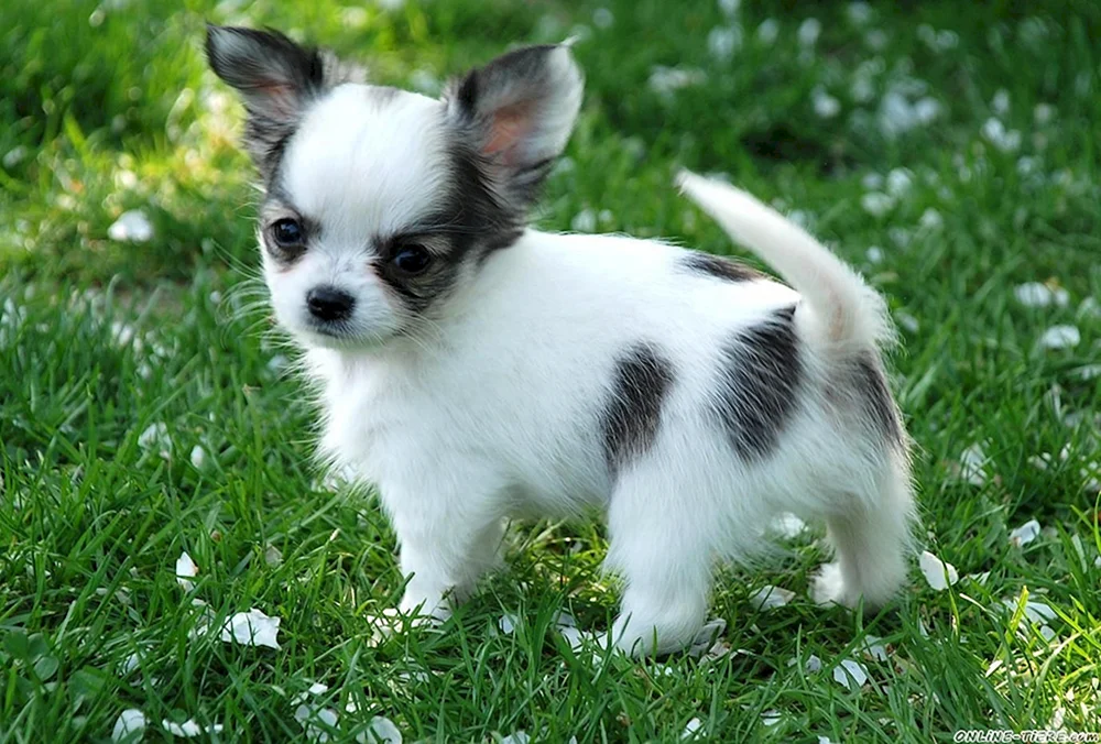 Chihuahua kurzhaarig