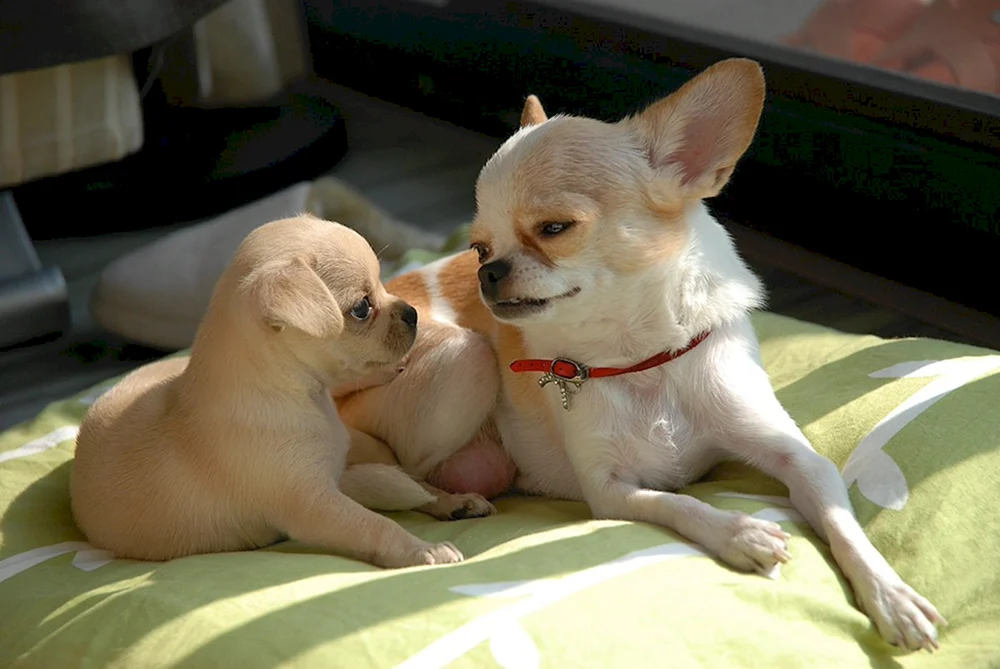 Chihuahua hell glatthaarig