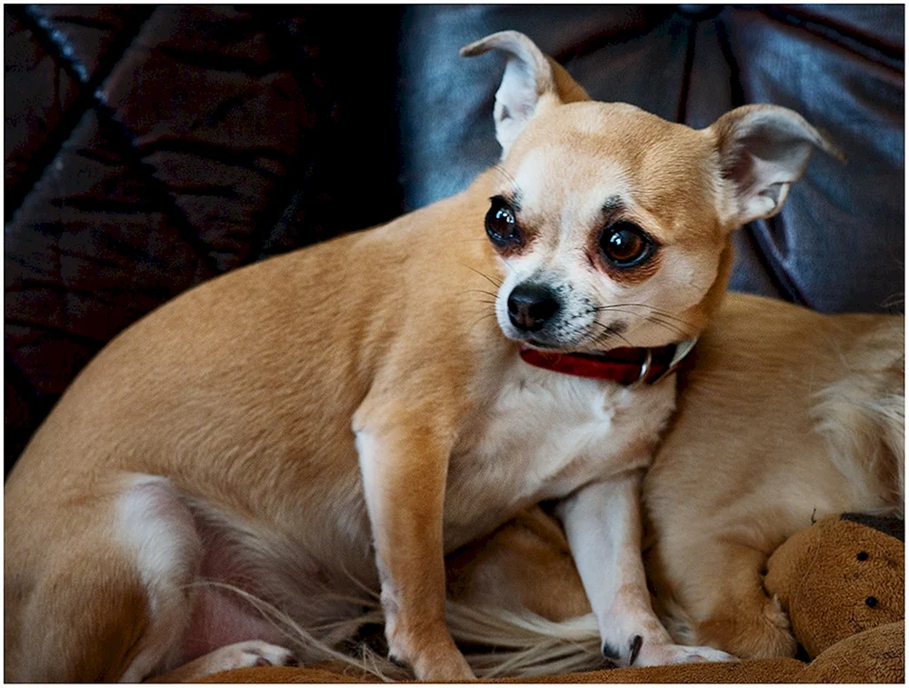 Chihuahua mini kurzhaarig