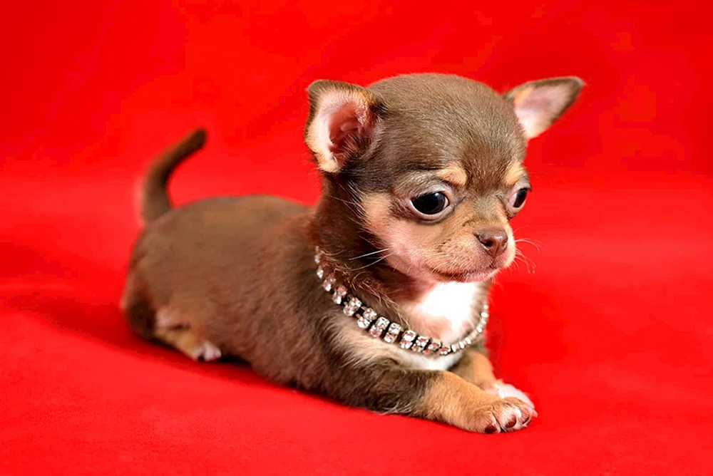 Chihuahua kurzhaarig