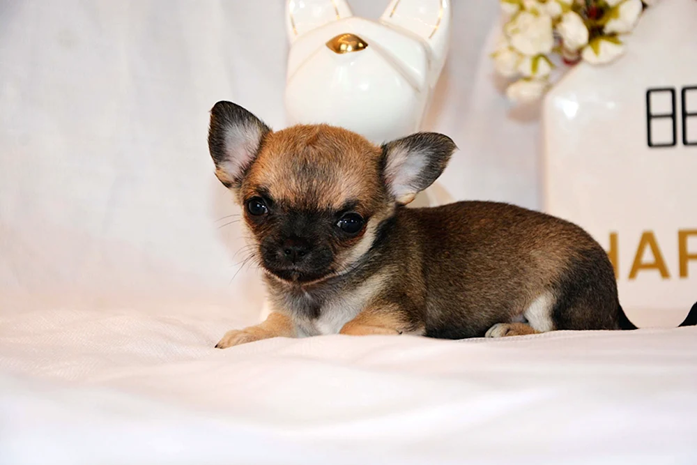 Chihuahua kurzhaarig