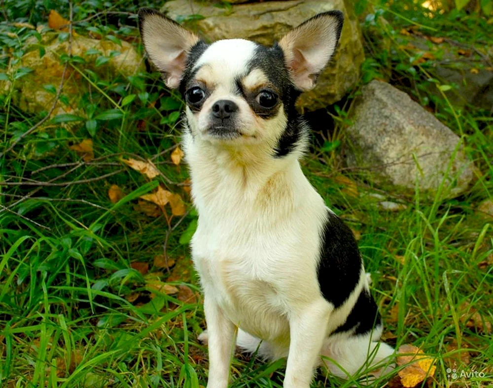 Chihuahua kurzhaarig