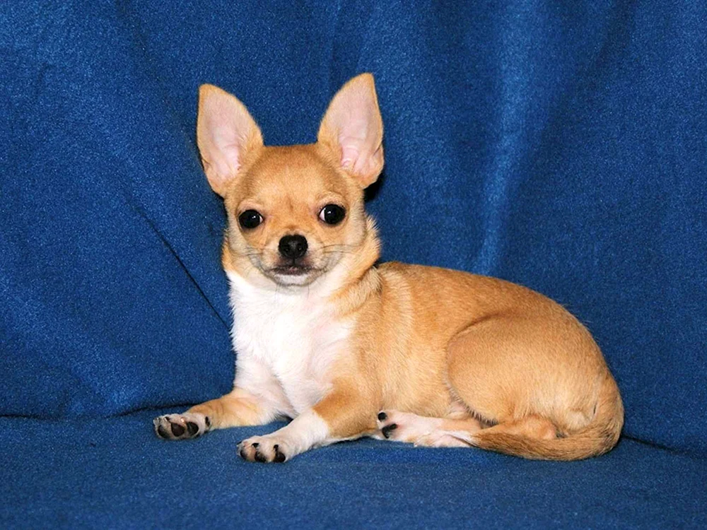 Chihuahua Kurzhaar