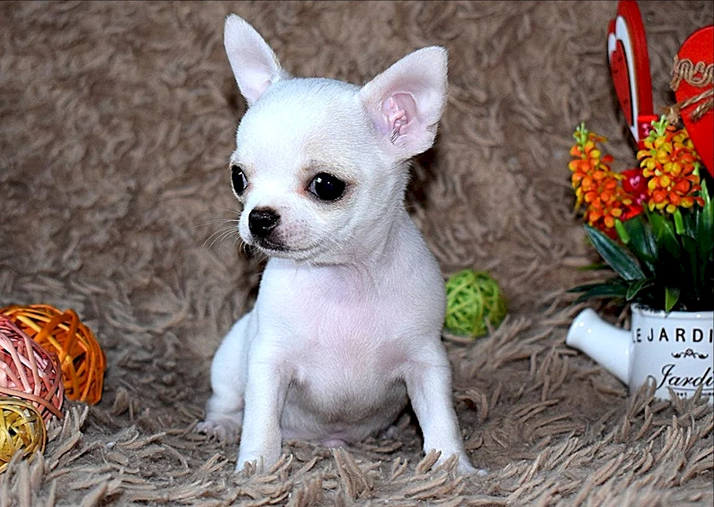 Chihuahua cobby lang-haarig