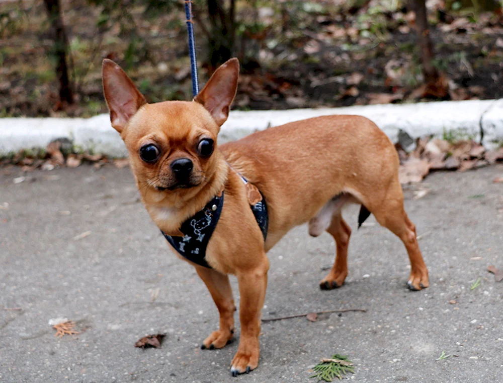 Chihuahua langhaarig