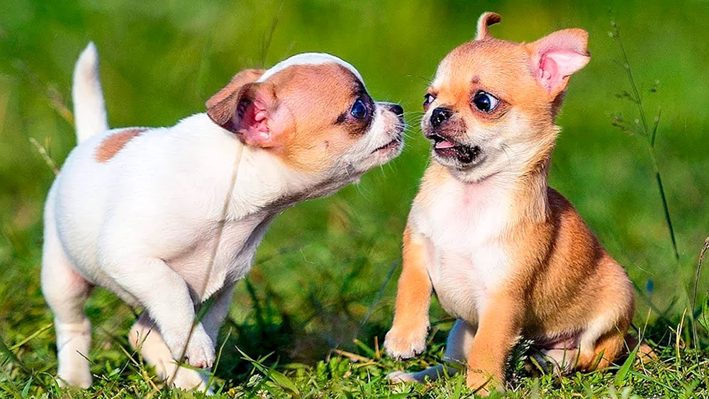 Chihuahua kurzhaarig