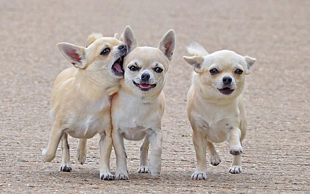Chihuahua kurzhaarig