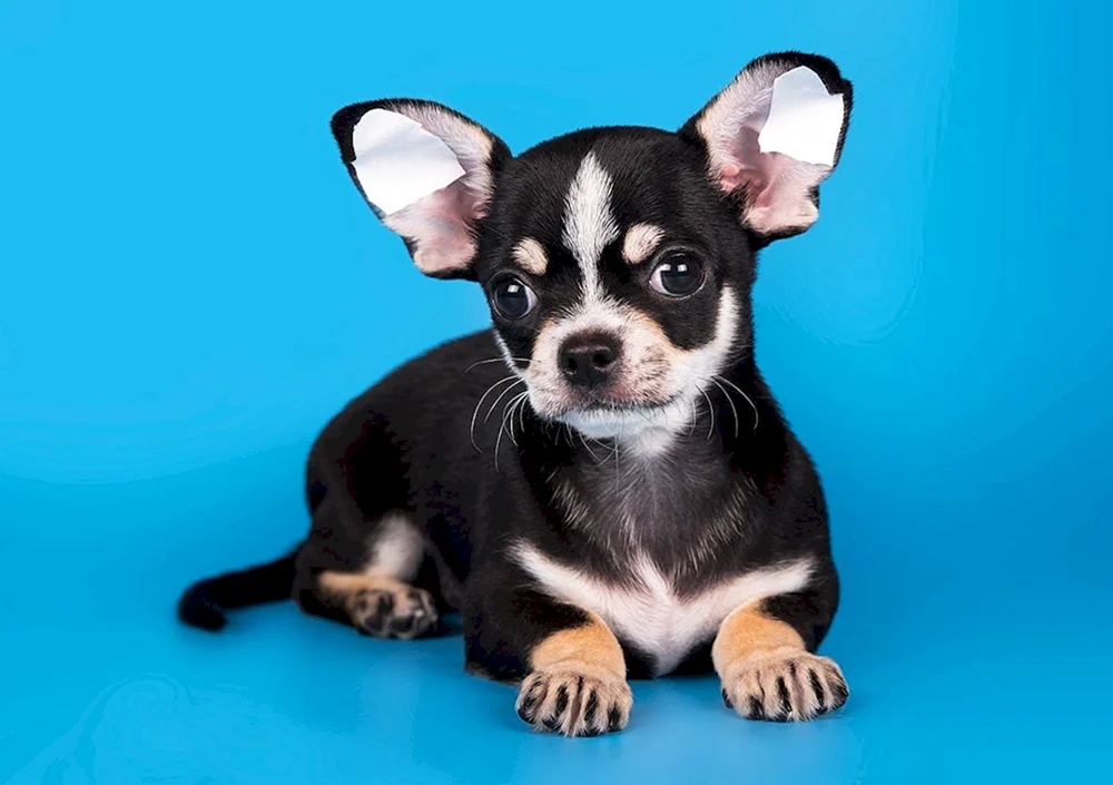 Chihuahua Ureinwohnerrasse