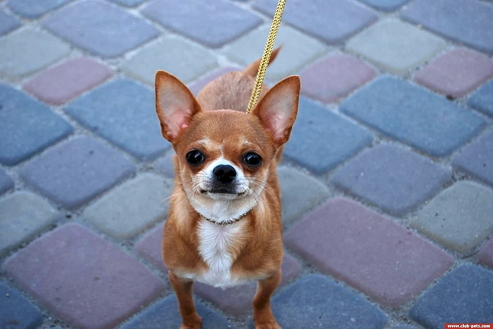 Chihuahua kurzhaarig