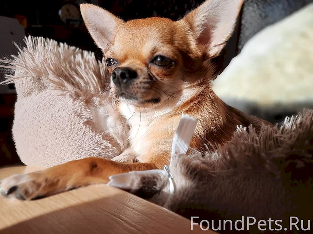 Chihuahua kurzhaarig