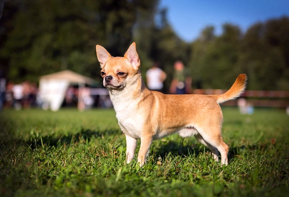 Chihuahua kurzhaarig