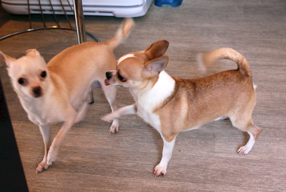 Chihuahua Kurzhaar-Chihuahua langhaarig CobbiesChihuahua kurzhaarigChihuahua zobel langhaarigChihuahua rot glatthaarig Mexikanischer Chihuahua langhaarigChihuahua Cobby langhaarig