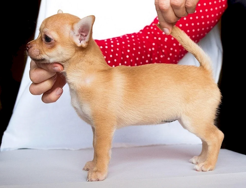Chihuahua Merle langhaarig
