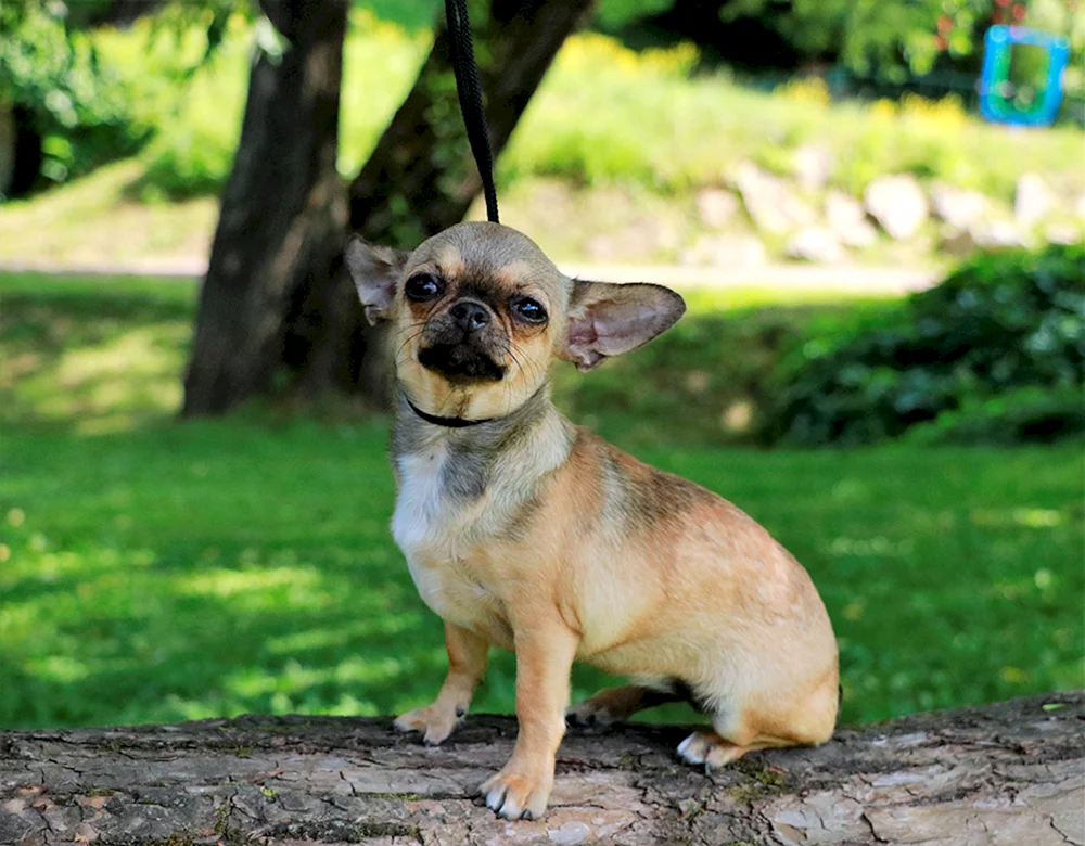 Chihuahua langhaarig Cobi