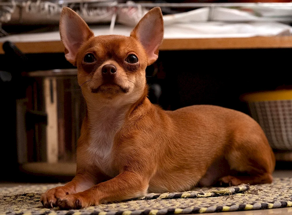 Chihuahua kurzhaarig