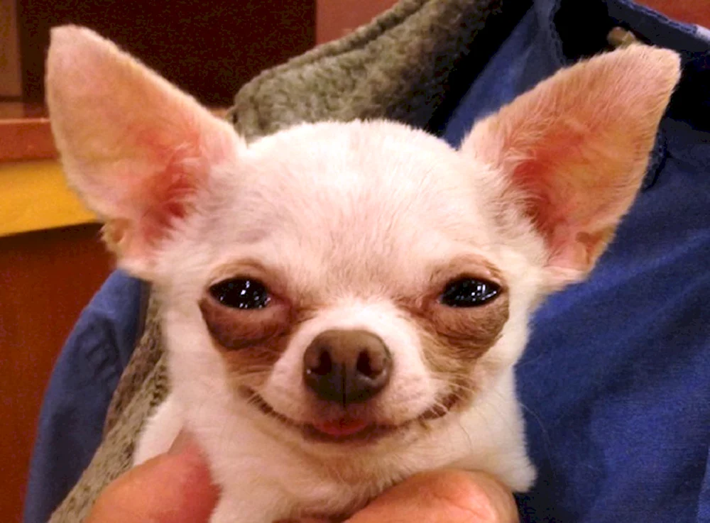 Chihuahua Lenya
