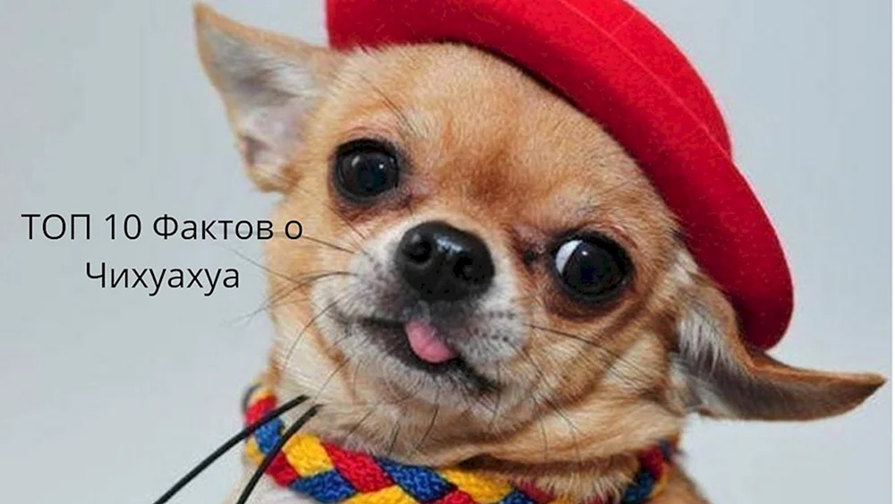 Chihuahua schlaksig lila
