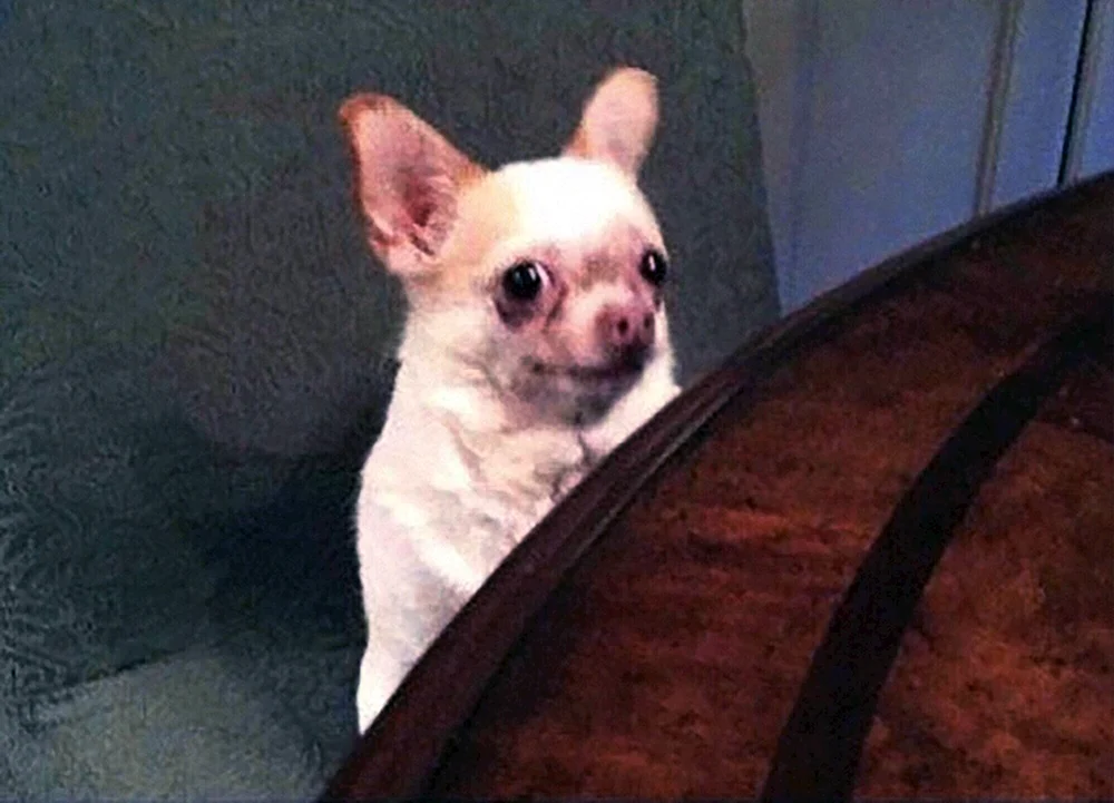 Chihuahua im Sombrero