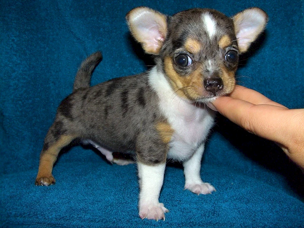 Chihuahua Merle