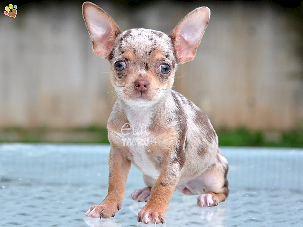 Chihuahua Merle