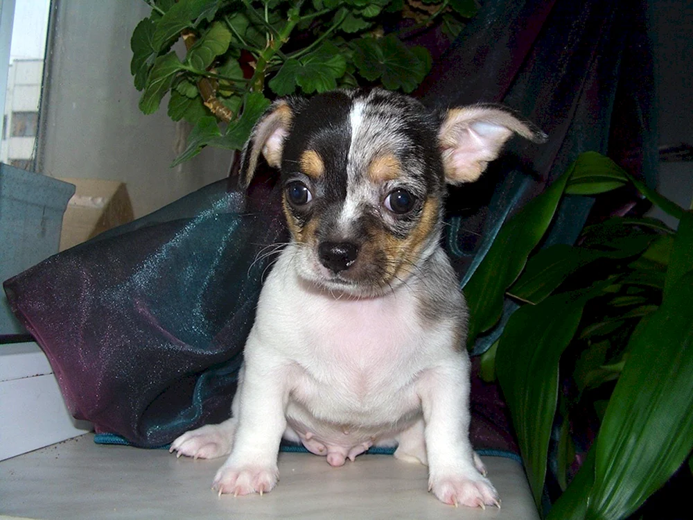 Chihuahua Merle