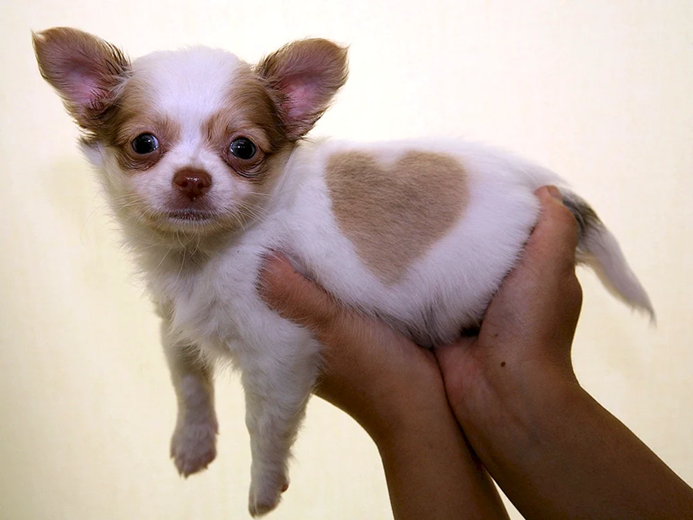Rasse Chihuahua