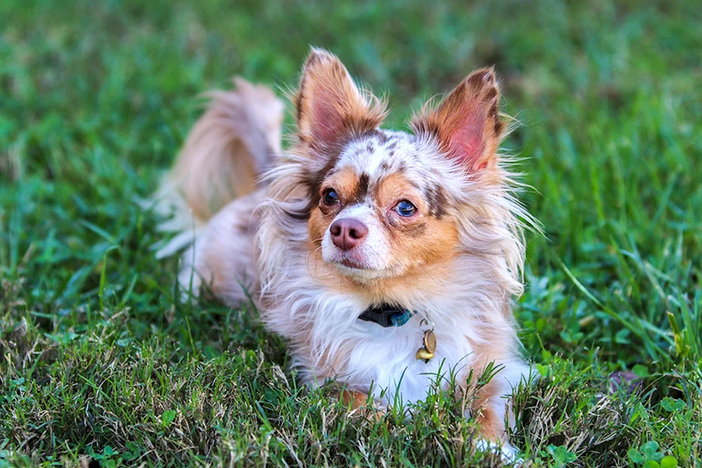 Chihuahua Merle langhaarig