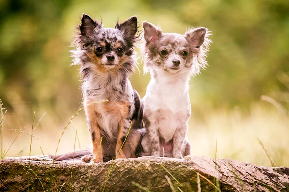 Chihuahua Merle langhaarig